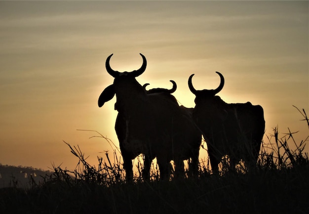 Foto niedrigwinkelansicht des pferdes auf dem feld