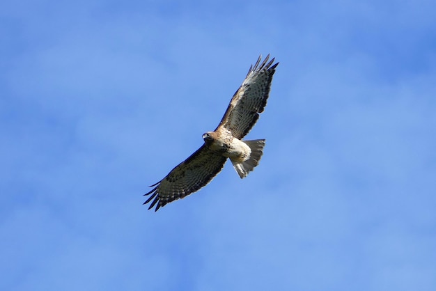Niedrigwinkelansicht des rotschwanzigen Falken, der gegen den Himmel fliegt
