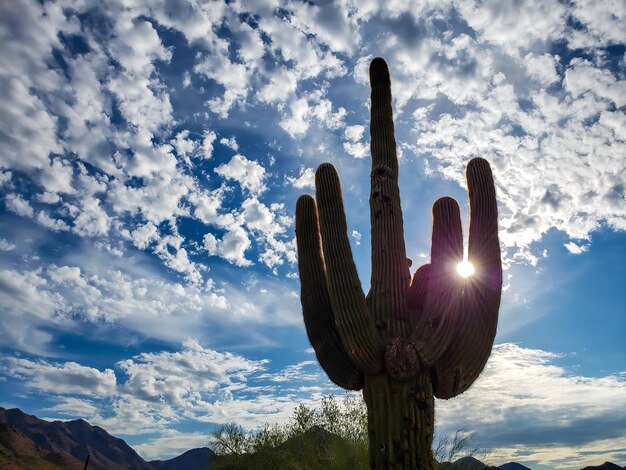 Niedrigwinkelansicht des Saguaro-Kaktus gegen den Himmel