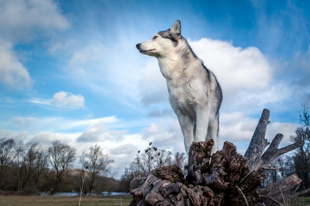 Niedrigwinkelansicht des sibirischen Husky gegen den Himmel