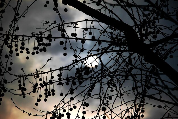 Foto niedrigwinkelansicht des silhouettenbaums gegen den himmel