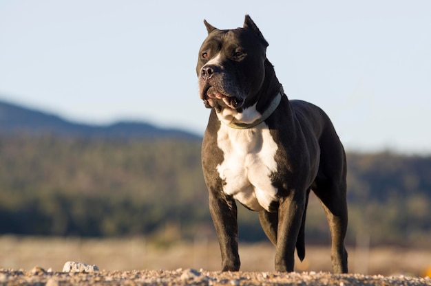 Niedrigwinkelansicht des Staffordshire Bull Terriers, der auf dem Feld steht