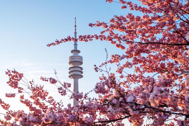 Foto niedrigwinkelansicht des turms mit kirschbaum im vordergrund