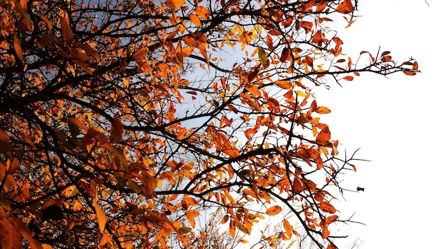 Foto niedrigwinkelansicht des zweigs im herbst gegen den himmel