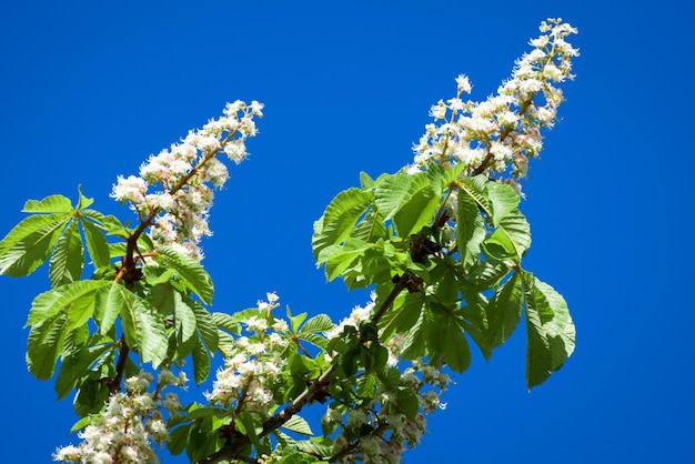 Foto niedrigwinkelansicht einer blühenden pflanze gegen den blauen himmel