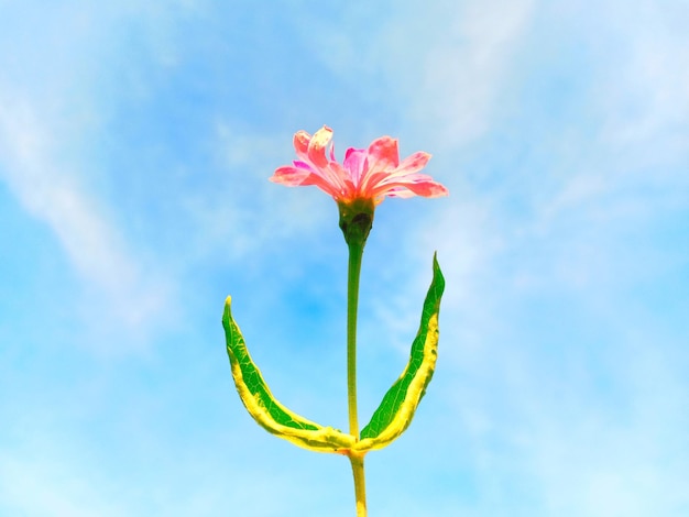 Niedrigwinkelansicht einer blühenden Pflanze gegen den Himmel