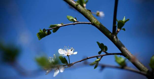 Niedrigwinkelansicht einer blühenden Pflanze vor klarem blauen Himmel