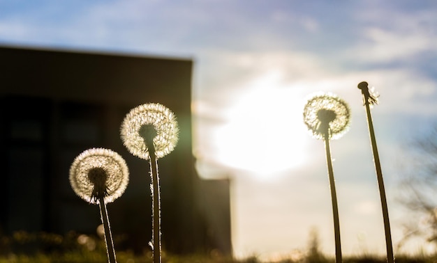 Foto niedrigwinkelansicht einer blume gegen den himmel