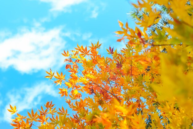 Niedrigwinkelansicht einer gelben Blütenpflanze gegen den Himmel