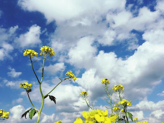 Foto niedrigwinkelansicht einer gelben blütenpflanze gegen den himmel