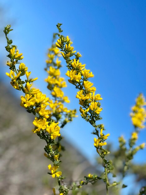 Foto niedrigwinkelansicht einer gelben blütenpflanze gegen den himmel