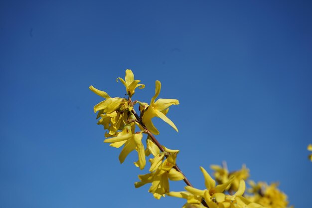 Foto niedrigwinkelansicht einer gelben blütenpflanze vor einem klaren blauen himmel