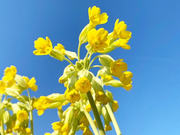 Foto niedrigwinkelansicht einer gelben blütenpflanze vor klarem blauen himmel