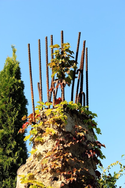 Foto niedrigwinkelansicht einer kaktusblume vor klarem himmel