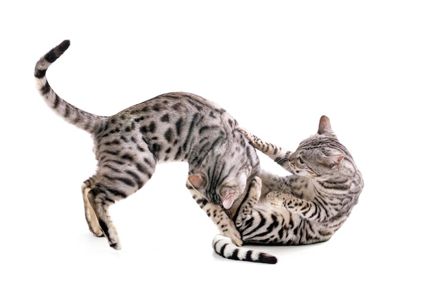 Niedrigwinkelansicht einer Katze vor weißem Hintergrund
