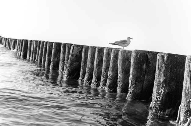 Foto niedrigwinkelansicht einer möwe, die auf dem meer gegen einen klaren himmel sitzt