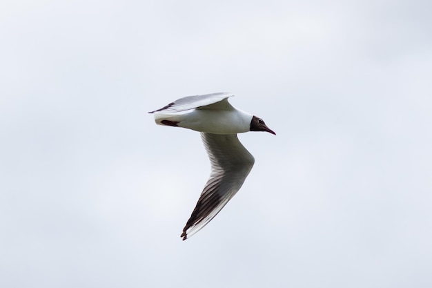 Niedrigwinkelansicht einer Möwe, die gegen einen klaren Himmel fliegt
