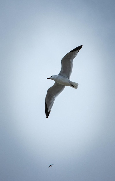 Niedrigwinkelansicht einer Möwe, die gegen einen klaren Himmel fliegt