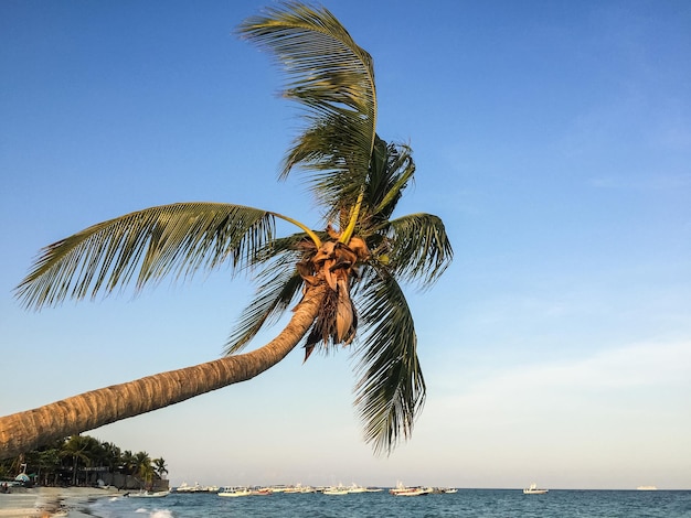 Niedrigwinkelansicht einer Palme über dem Meer gegen den blauen Himmel