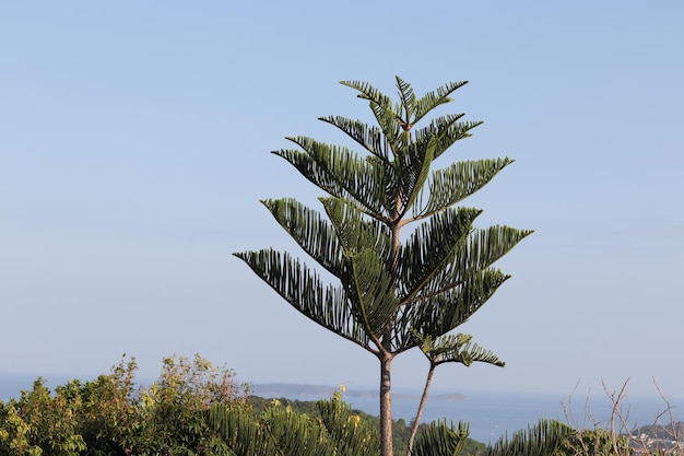 Foto niedrigwinkelansicht einer palme vor klarem himmel
