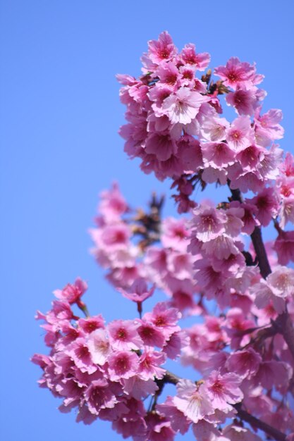 Foto niedrigwinkelansicht einer rosa blühenden pflanze gegen den blauen himmel