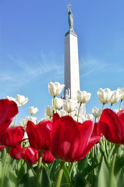 Foto niedrigwinkelansicht einer roten blütenpflanze gegen den himmel