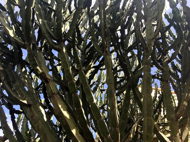 Niedrigwinkelansicht einer Sukkulentenpflanze vor dem Himmel