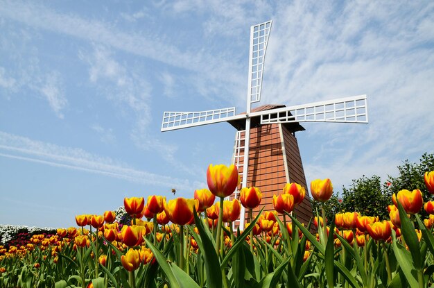 Foto niedrigwinkelansicht einer traditionellen windmühle auf dem feld gegen den himmel