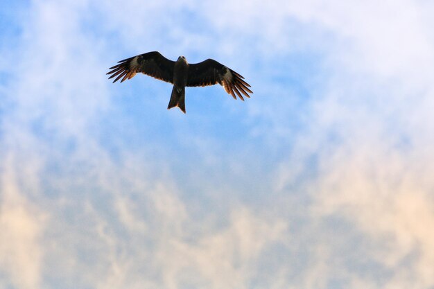 Niedrigwinkelansicht eines Adlers, der am Himmel fliegt