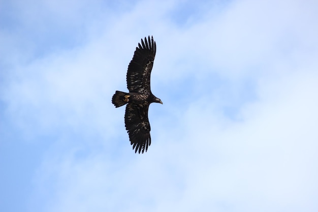 Niedrigwinkelansicht eines Adlers, der gegen den Himmel fliegt