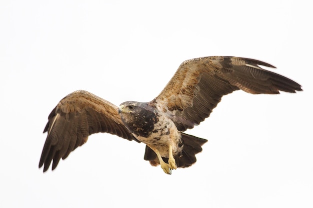 Foto niedrigwinkelansicht eines adlers, der vor weißem hintergrund fliegt