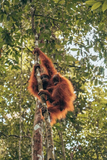 Niedrigwinkelansicht eines Affen auf einem Baum