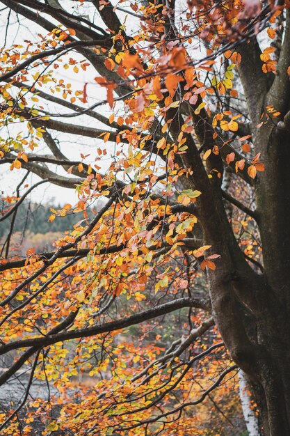 Foto niedrigwinkelansicht eines baumes gegen den himmel im herbst