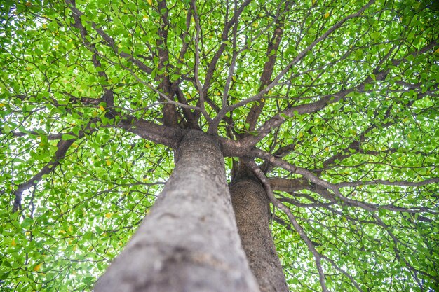 Foto niedrigwinkelansicht eines baumes im wald