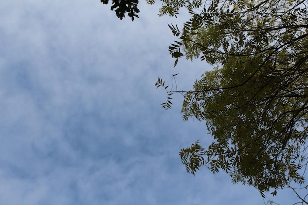 Niedrigwinkelansicht eines Baumes vor einem bewölkten Himmel