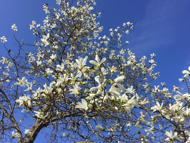 Foto niedrigwinkelansicht eines blühenden baumes gegen den blauen himmel