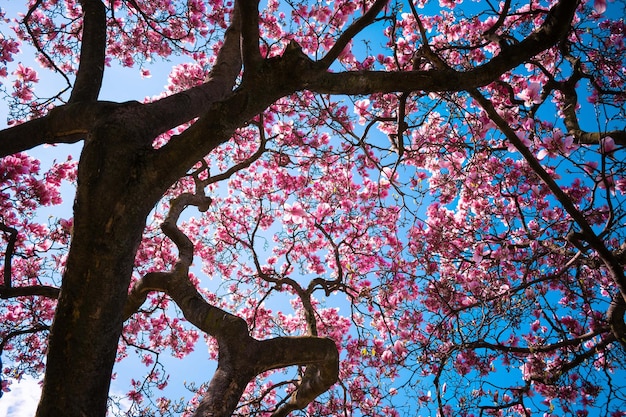 Foto niedrigwinkelansicht eines blühenden baumes vor klarem himmel