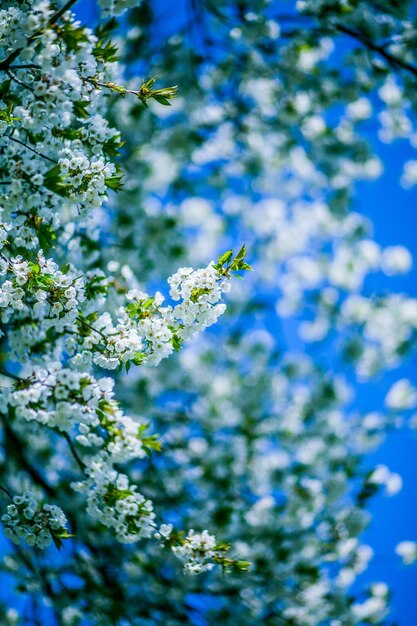 Foto niedrigwinkelansicht eines blumenbaums gegen den blauen himmel