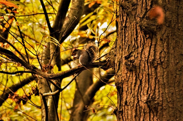 Foto niedrigwinkelansicht eines eichhörnchens auf einem zweig im wald
