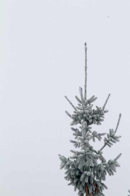 Foto niedrigwinkelansicht eines gefrorenen baumes vor klarem himmel