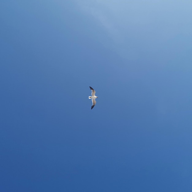 Foto niedrigwinkelansicht eines im himmel fliegenden vogels