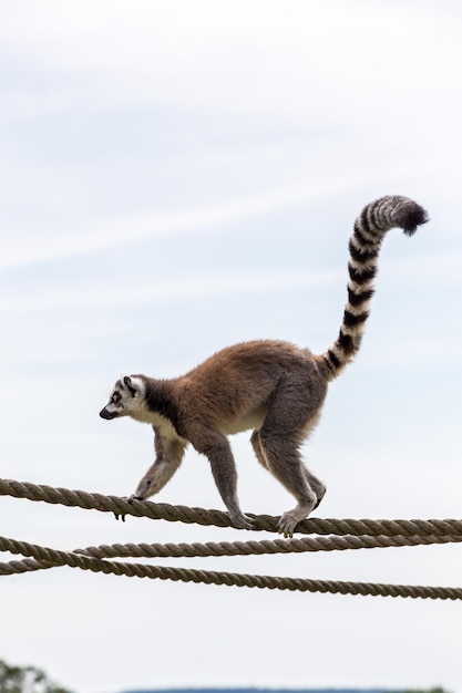 Niedrigwinkelansicht eines Lemurs auf einem Seil gegen den Himmel
