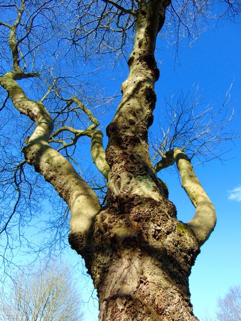 Foto niedrigwinkelansicht eines nackten baumes gegen den blauen himmel