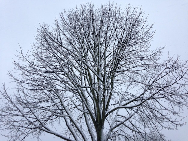 Foto niedrigwinkelansicht eines nackten baumes gegen den himmel im winter