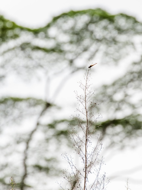 Foto niedrigwinkelansicht eines nackten baumes gegen den himmel