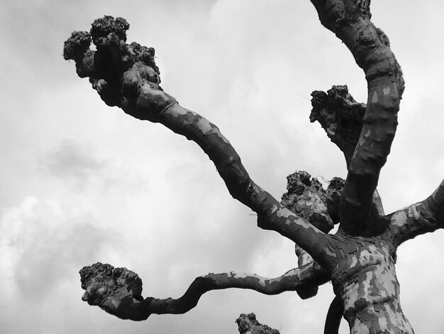 Foto niedrigwinkelansicht eines nackten baumes gegen den himmel