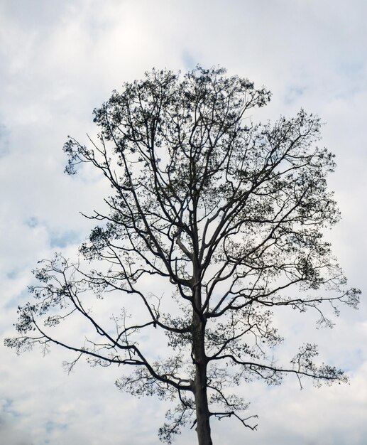 Niedrigwinkelansicht eines nackten Baumes gegen den Himmel