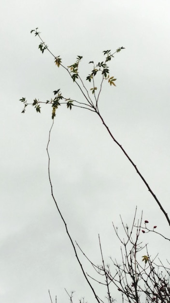 Foto niedrigwinkelansicht eines nackten baumes gegen den himmel