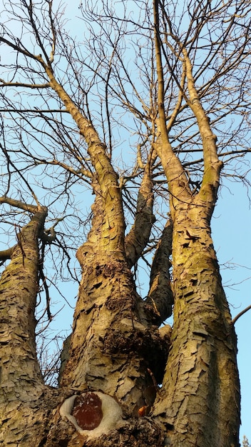 Foto niedrigwinkelansicht eines nackten baumes gegen den himmel