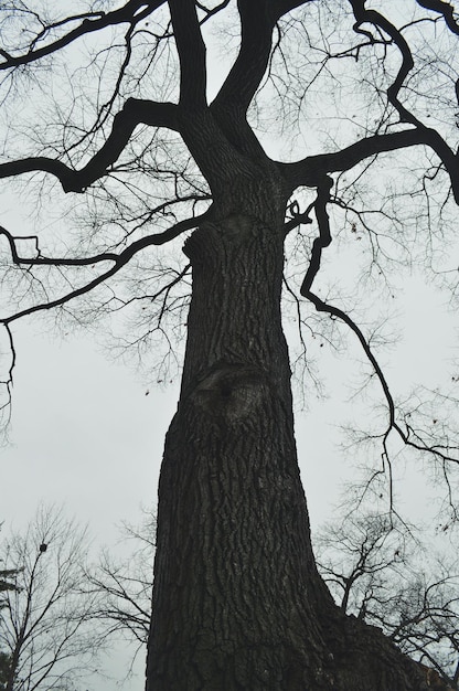 Foto niedrigwinkelansicht eines nackten baumes vor klarem himmel